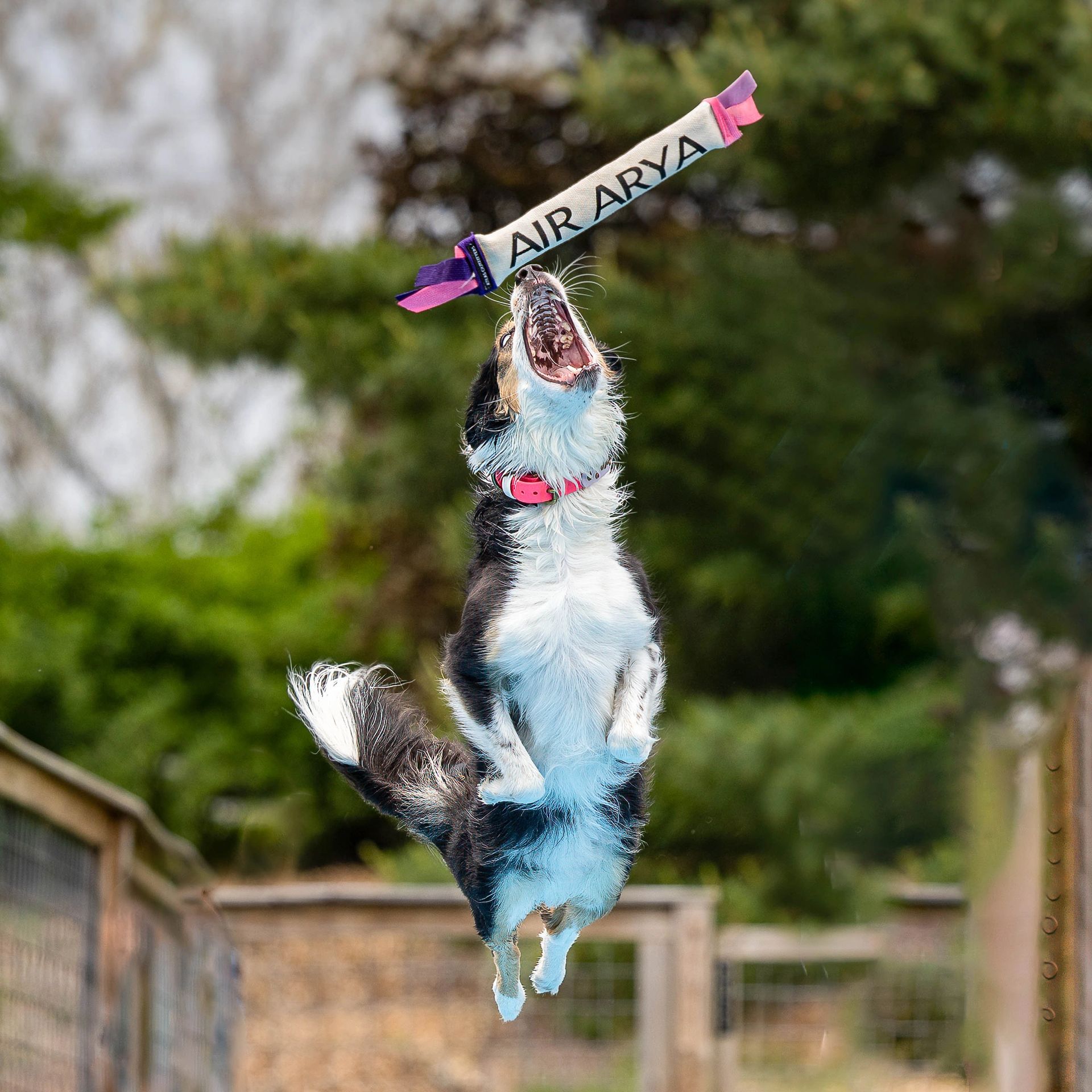 Dog leaping off dock into water at dock diving event